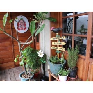 承載夢想的甜蜜屋